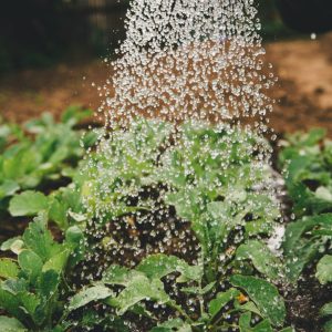 AgroIndustrial